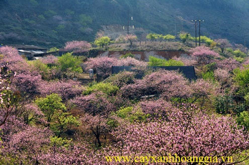 Ngắm sắc đào kiêu sa giữa núi rừng Tây Bắc