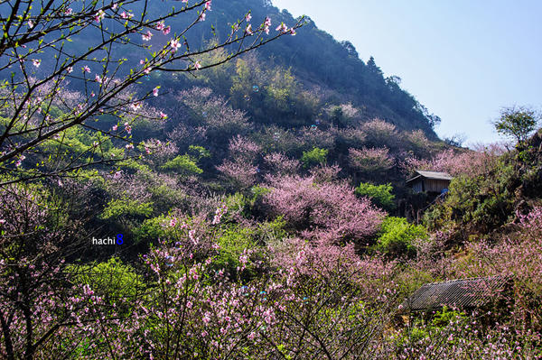 Ngắm sắc đào kiêu sa giữa núi rừng Tây Bắc