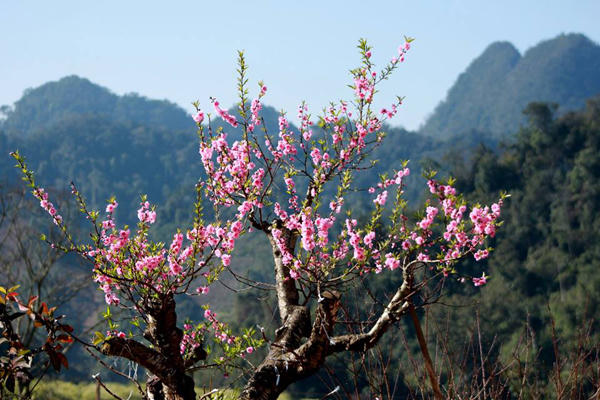 Ngắm sắc đào kiêu sa giữa núi rừng Tây Bắc