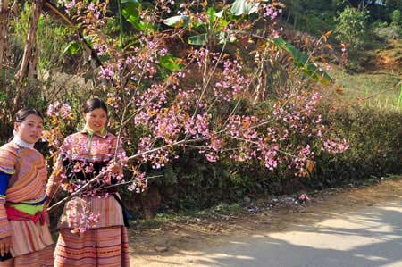 Ngắm sắc đào kiêu sa giữa núi rừng Tây Bắc