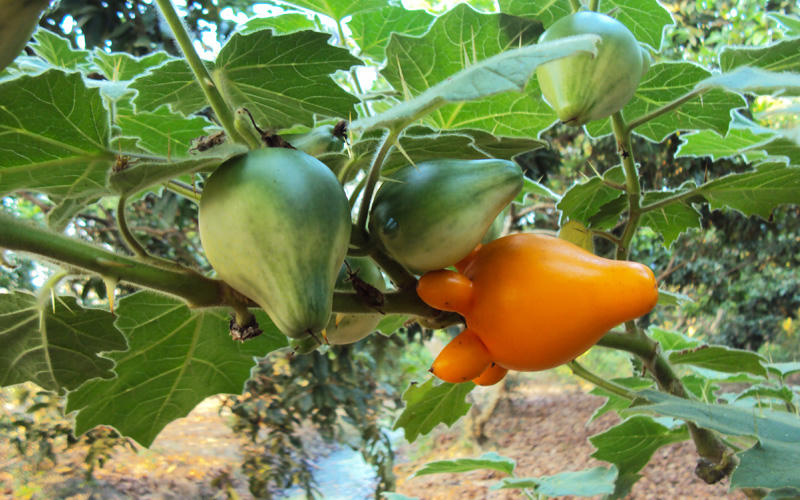 Sính của lạ, dân Thủ đô mua cả 'cà độc dược' về thờ