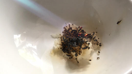 Gạo lạ đốt cháy như nhựa xuất hiện ở Sài Gòn