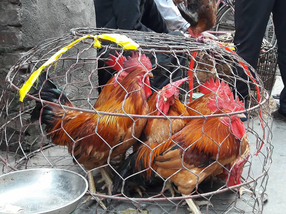 Độc đáo phiên chợ Gà ở Hà Nội