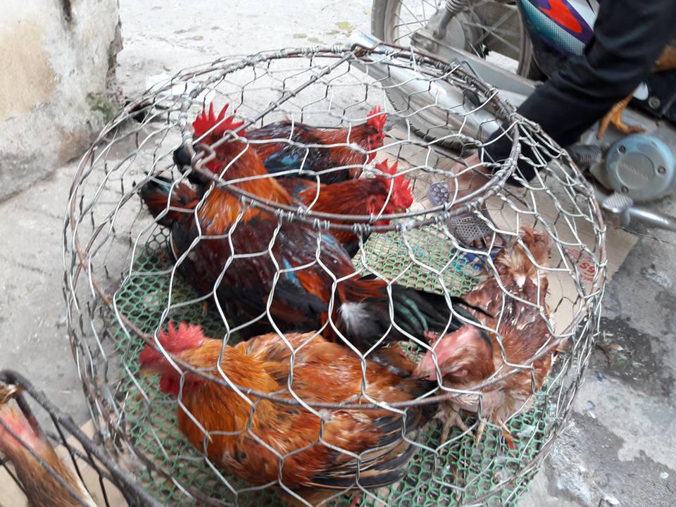 Độc đáo phiên chợ Gà ở Hà Nội