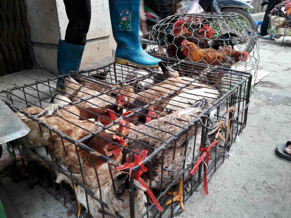 Độc đáo phiên chợ Gà ở Hà Nội