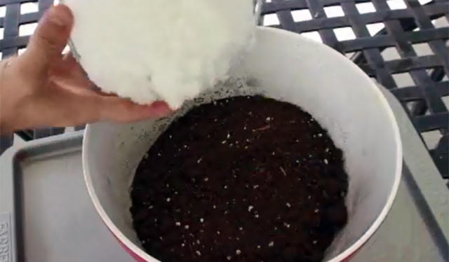 trong rau lon vu vu bang bim tre em: kho tin nhung co that hinh anh 7