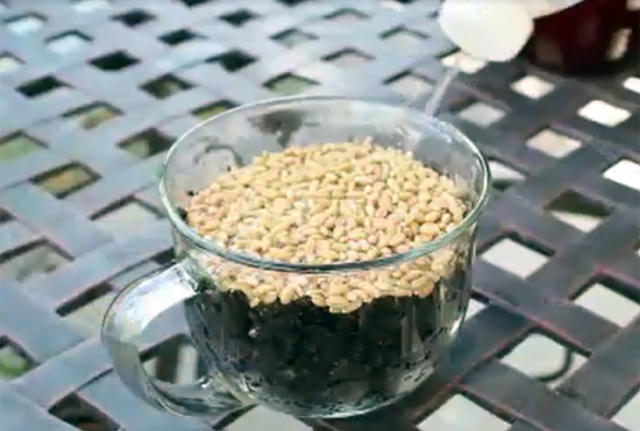 trong rau lon vu vu bang bim tre em: kho tin nhung co that hinh anh 10