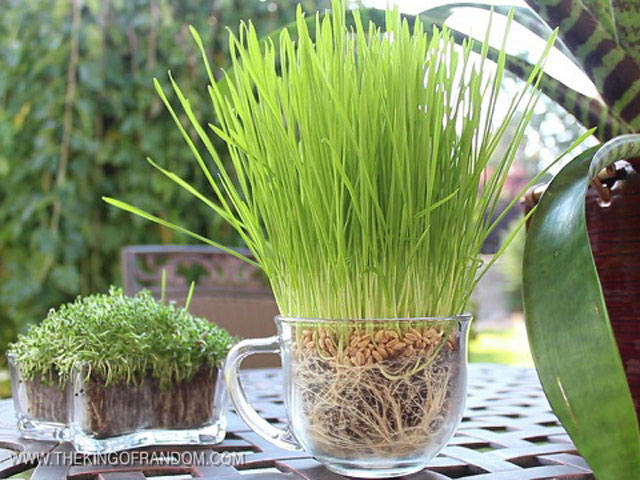 trong rau lon vu vu bang bim tre em: kho tin nhung co that hinh anh 11