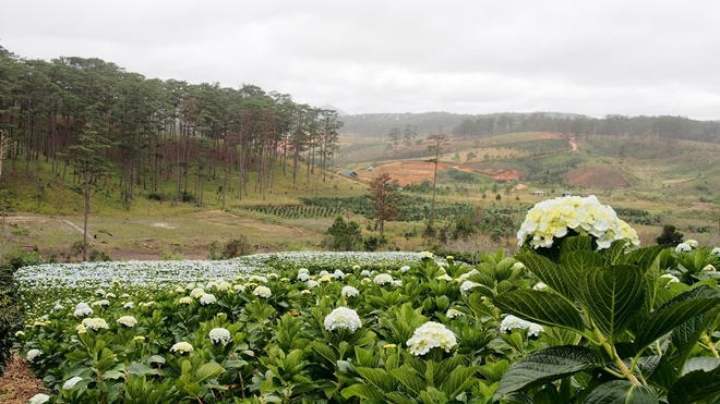 Cánh đồng hoa cẩm tú cầu đẹp như tranh vẽ ở ngoại ô Đà Lạt