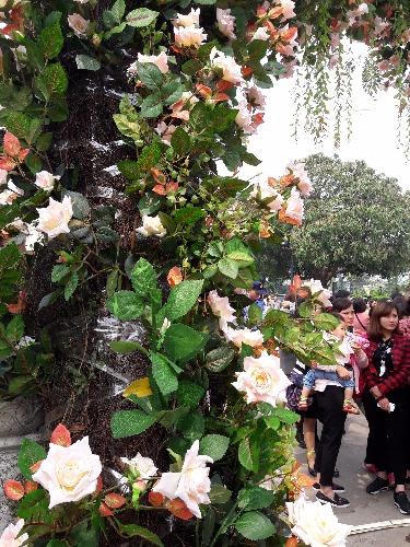 Chen chúc chờ xem lễ hội hoa hồng