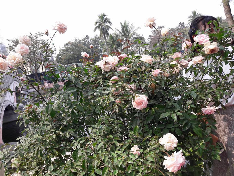 Lễ Hội hoa hồng: Thất vọng tràn trề từ 'không gian huyền thoại với hơn 300 loại hoa'