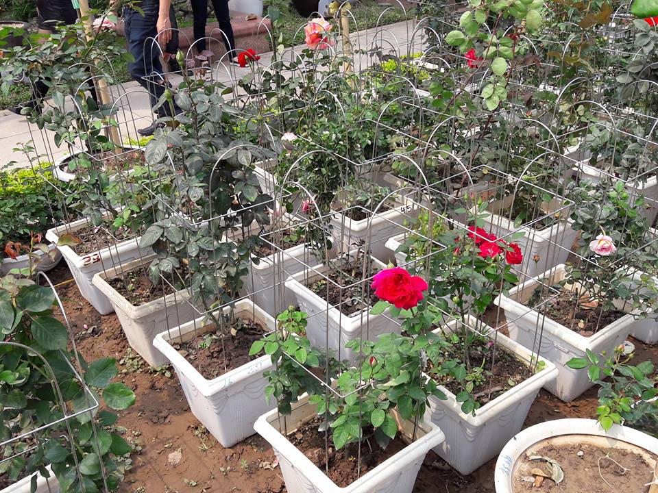 Lễ Hội hoa hồng: Thất vọng tràn trề từ 'không gian huyền thoại với hơn 300 loại hoa'