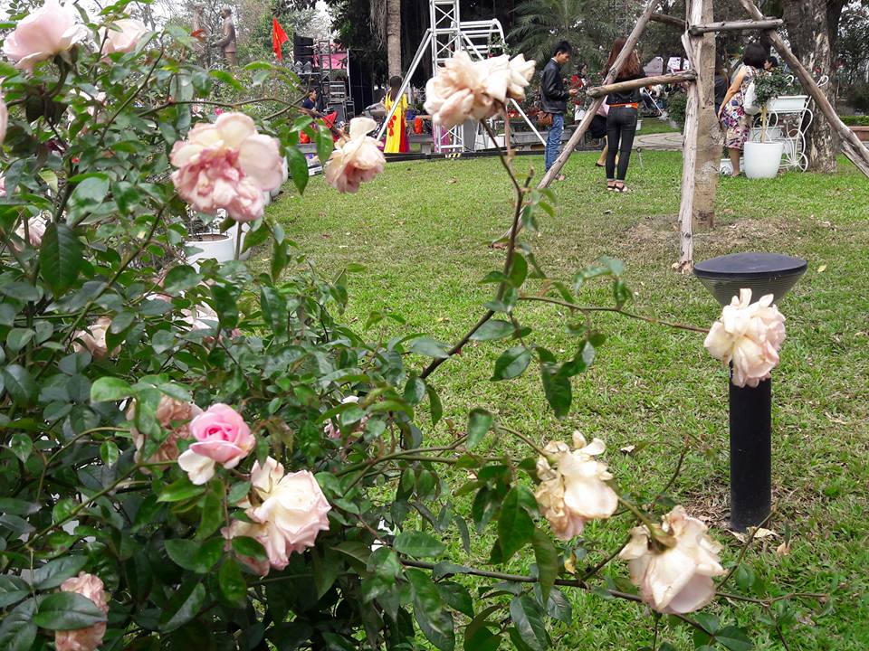 Lễ Hội hoa hồng: Thất vọng tràn trề từ 'không gian huyền thoại với hơn 300 loại hoa'