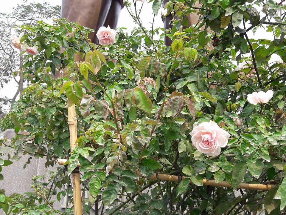 Lễ Hội hoa hồng: Thất vọng tràn trề từ 'không gian huyền thoại với hơn 300 loại hoa'