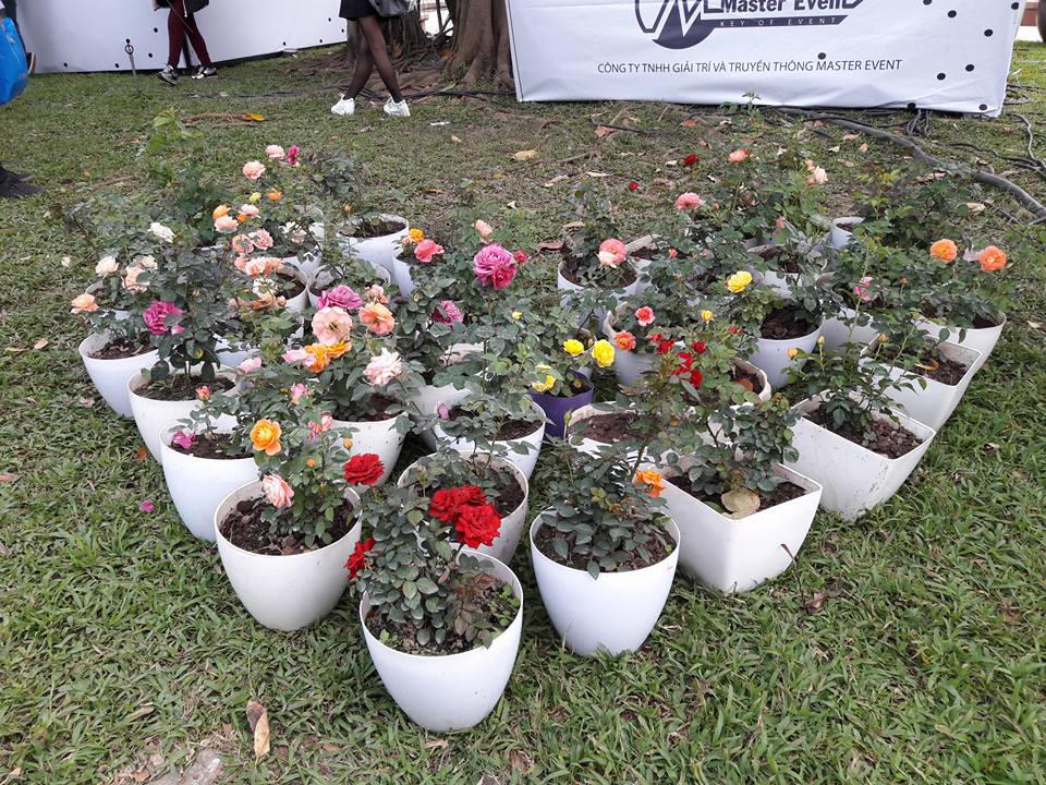Lễ Hội hoa hồng: Thất vọng tràn trề từ 'không gian huyền thoại với hơn 300 loại hoa'