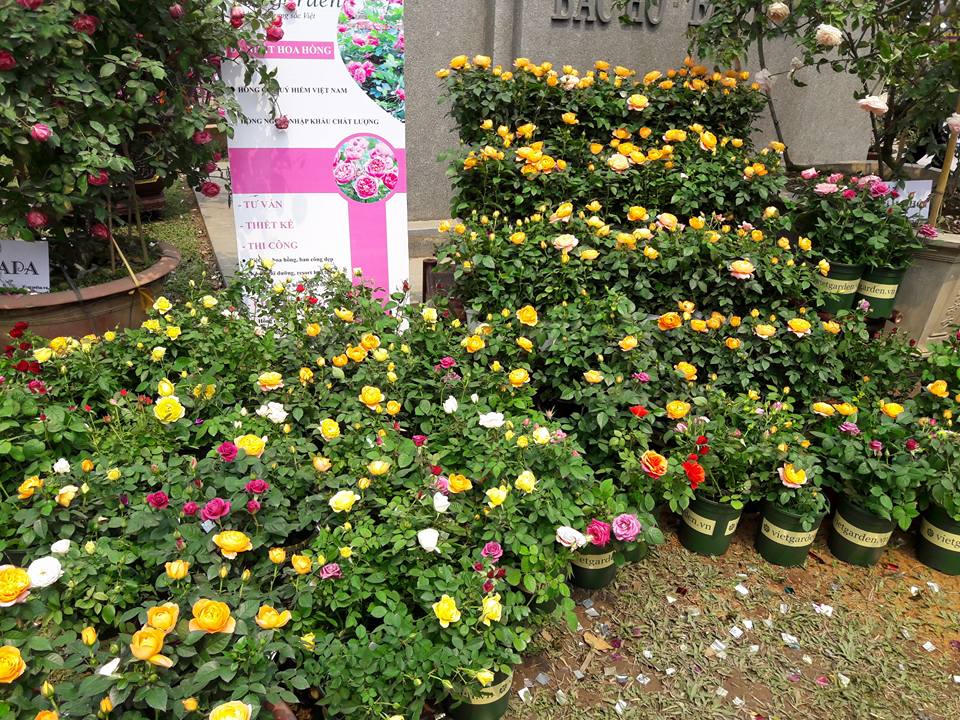 Lễ Hội hoa hồng: Thất vọng tràn trề từ 'không gian huyền thoại với hơn 300 loại hoa'