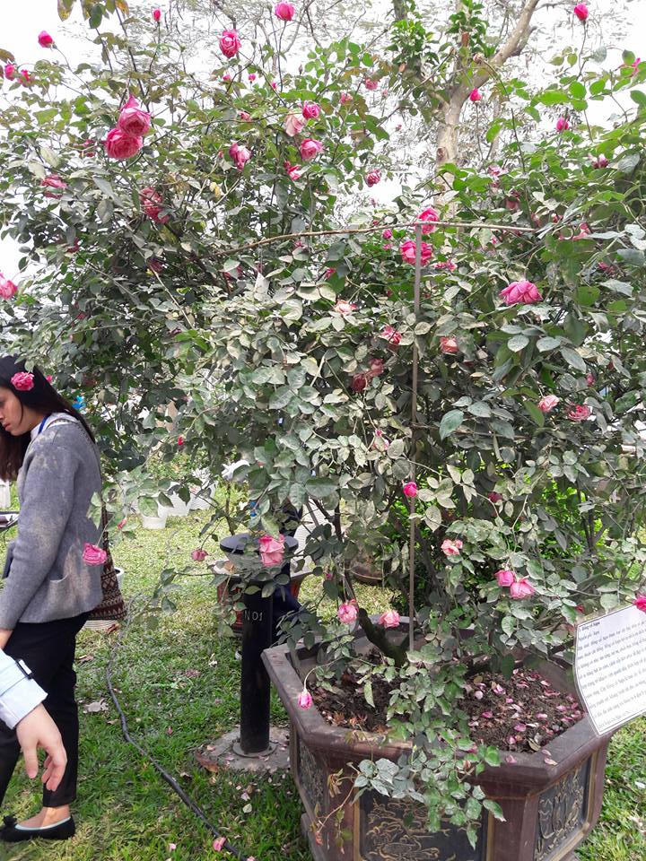 Lễ Hội hoa hồng: Thất vọng tràn trề từ 'không gian huyền thoại với hơn 300 loại hoa'