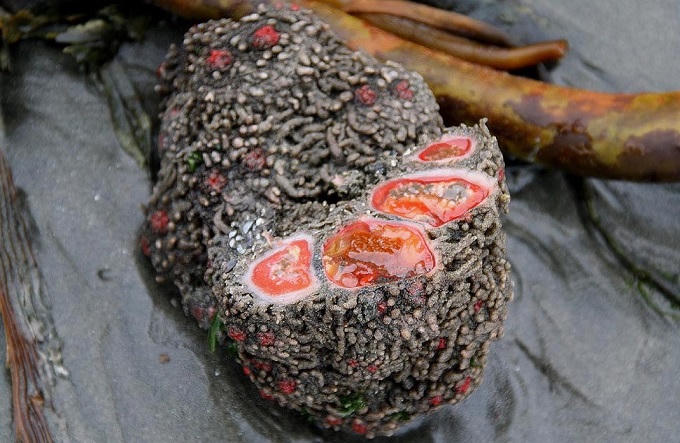 Những món đặc sản khiến du khách rùng mình