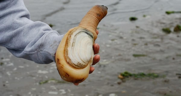 món ngon, đặc sản, món lạ, món ngon mỗi ngày