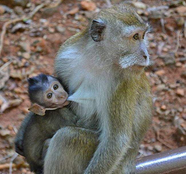 "xoa toi ben" tai thien duong bien dep nhat malaysia hinh anh 4