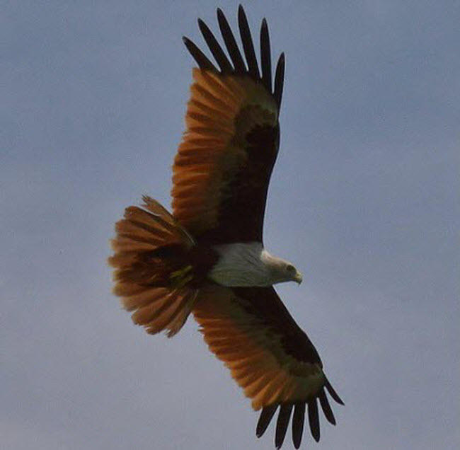 "xoa toi ben" tai thien duong bien dep nhat malaysia hinh anh 7