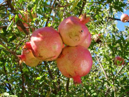 Lịch sử kỳ thú của những loại thực phẩm tăng cường tình ái