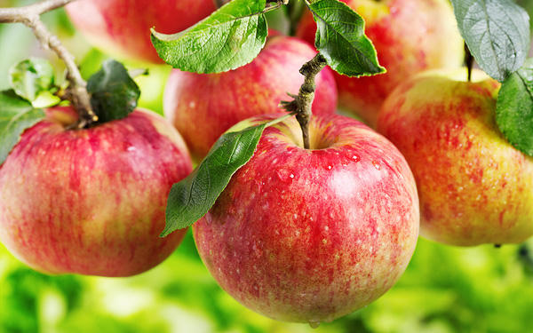 ung thư, ung thư ruột kết, ung thư vú, ung thư dạ dày, ung thư gan, hoa quả, trái cây chống ung thư ung thư, ung thư ruột kết, ung thư vú, ung thư dạ dày, ung thư gan, hoa quả, trái cây chống ung thư