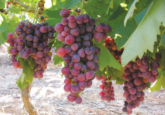 ung thư, ung thư ruột kết, ung thư vú, ung thư dạ dày, ung thư gan, hoa quả, trái cây chống ung thư ung thư, ung thư ruột kết, ung thư vú, ung thư dạ dày, ung thư gan, hoa quả, trái cây chống ung thư