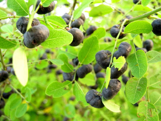 Mách bạn cách trị nước ăn chân bằng cây cỏ quanh nhà