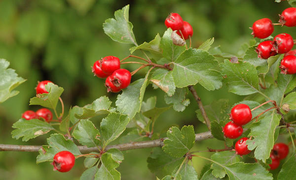 ‘Thần dược’ tự nhiên giúp ngừa máu đông, kiểm soát huyết áp