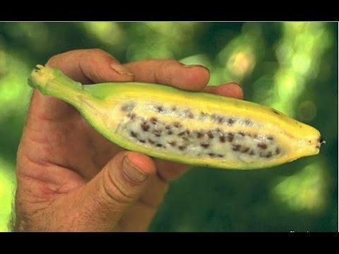 Thuốc từ các loài chuối