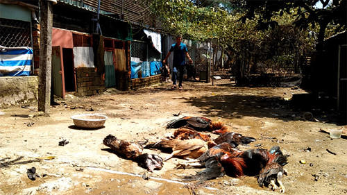 Rò rỉ khí amoniac, 4 người nhập viện, chó gà chết la liệt - ảnh 1