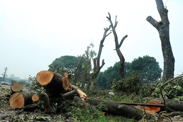 {title} Chủ tịch Hà Nội,Nguyễn Đức Chung,cây xanh,chặt cây,đường Phạm Văn Đồng