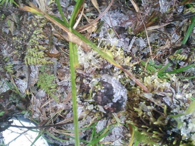 Hà Nội mới vào thu, cây cỏ đã đóng băng trên đỉnh Fansipan