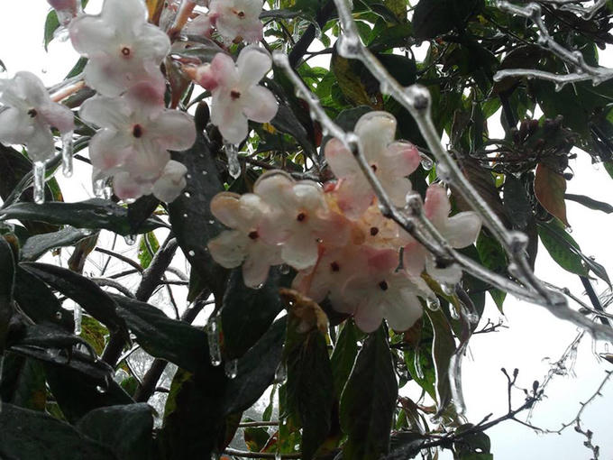 Hà Nội mới vào thu, cây cỏ đã đóng băng trên đỉnh Fansipan