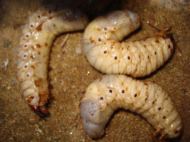 {title} Thần dược phòng the,Thần dược của quý ông