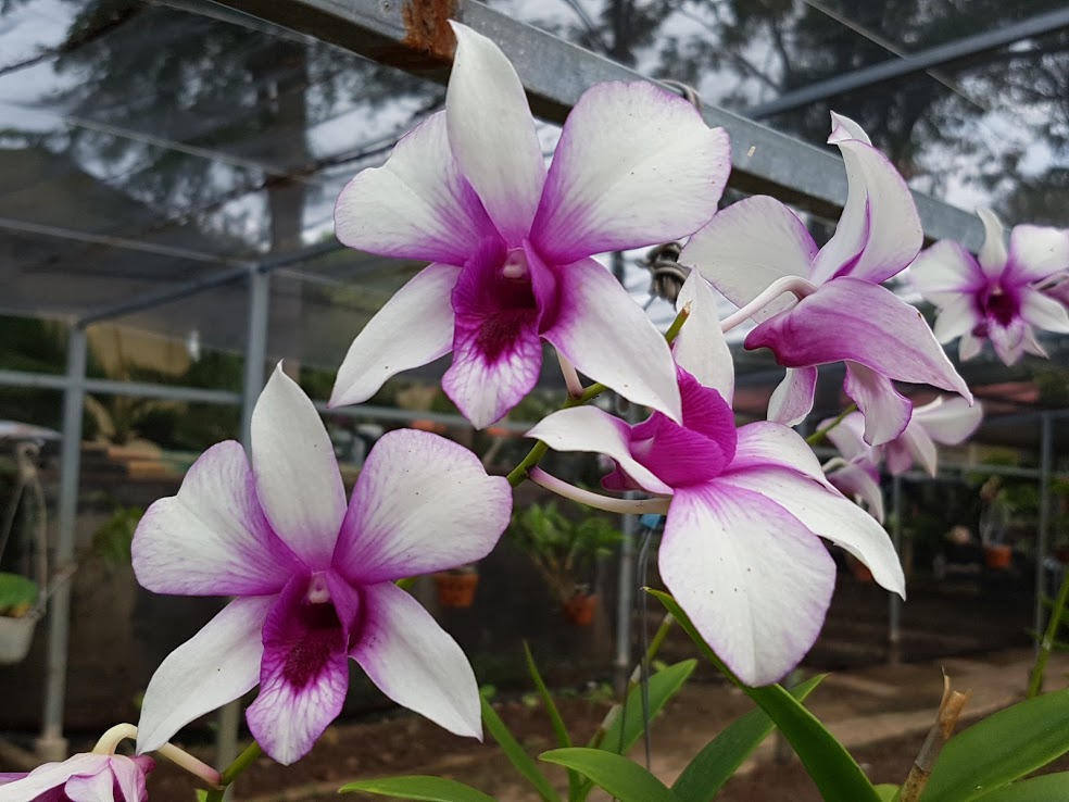 Lãng mạn như lính biên phòng