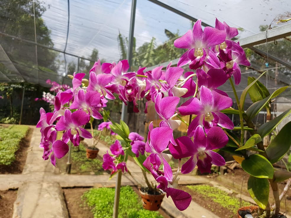 Lãng mạn như lính biên phòng