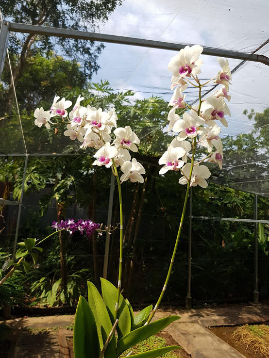 Lãng mạn như lính biên phòng