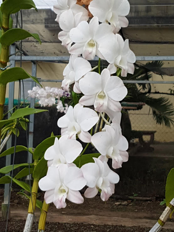 Lãng mạn như lính biên phòng