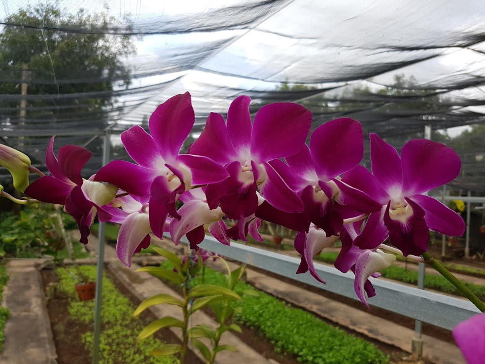 Lãng mạn như lính biên phòng