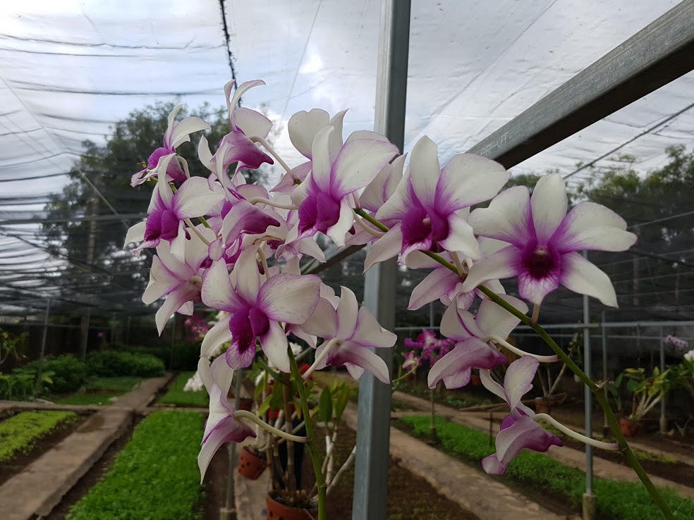 Lãng mạn như lính biên phòng