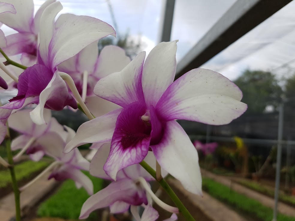 Lãng mạn như lính biên phòng