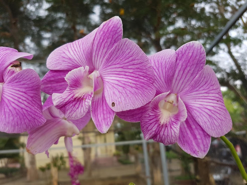 Lãng mạn như lính biên phòng