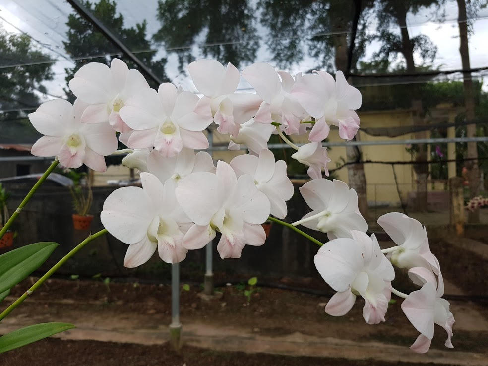 Lãng mạn như lính biên phòng