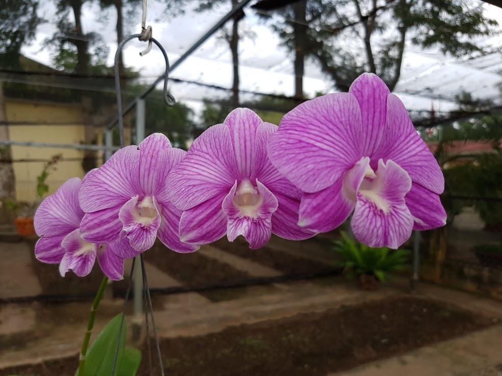 Lãng mạn như lính biên phòng