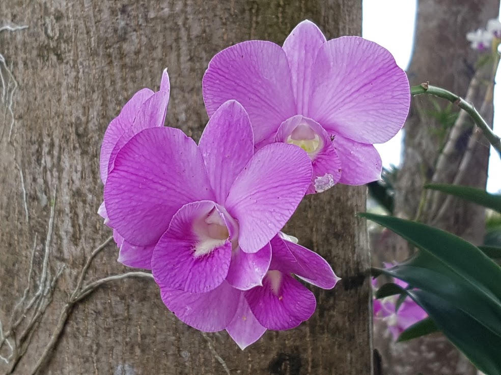 Lãng mạn như lính biên phòng