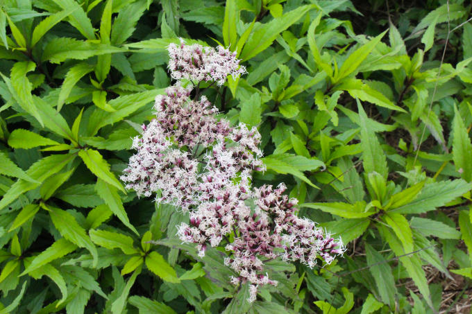  Theo người dân nơi đây, cây trạch lan (còn có tên mần tưới) chữa được rất nhiều bệnh như, mất ngủ, giảm sưng đau do mụn nhọt, mệt mỏi... Thời điểm này là lúc người dân đang chuẩn bị thu hoạch nghệ đen. Theo Đông y nghệ đen giúp tăng cường sự bài tiết mật, kích thích tiêu hóa, tăng trương lực ống tiêu hóa, kháng khuẩn. Thời điểm này, đến với làng Nghĩa Trai du khách có thể cảm nhận được hương thơm dịu nhẹ từ cánh đồng hoa cúc chi. Nghề trồng dược liệu tuy vất vả nhưng đem lại thu nhập khá cho các hộ dân. Dù ít dù nhiều, nhà nào cũng trồng cây thuốc để kinh doanh và phục vụ nhu cầu gia đình. Những cánh đồng cúc khiến người người xao xuyến. Ai đi tới đó, lòng không muốn về. 