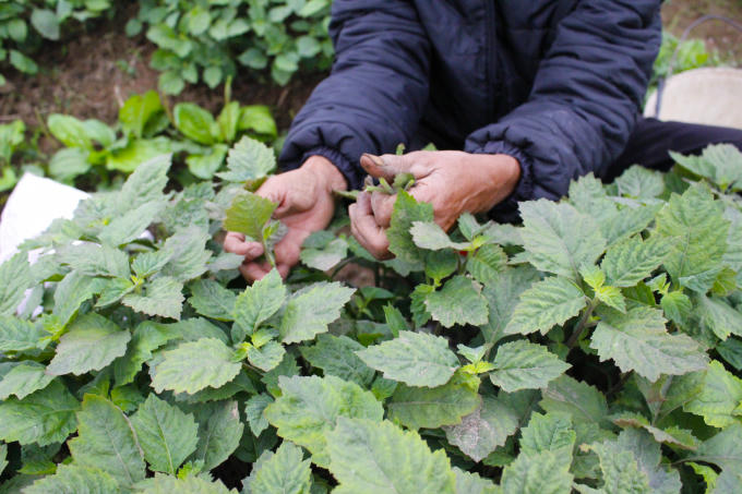  Đến nay, trên 70% diện tích canh tác của thônNghĩaTrai được sử dụng để trồng cây dược liệu Ngoài cúc tiến vua cánh đồng còn trồng đơn lá đỏ, trạch lan, cốt khí và mã đề. Đơn lá là cây đem lại giá trị kinh tế cao. Cây đơn lá đỏ được một số nhà máy thu mua về để lấy tinh dầu, sau đó chế thành thuốc trị zona, mẩn ngứa… Theo người dân nơi đây, cây trạch lan (còn có tên mần tưới) chữa được rất nhiều bệnh như, mất ngủ, giảm sưng đau do mụn nhọt, mệt mỏi... Thời điểm này là lúc người dân đang chuẩn bị thu hoạch nghệ đen. Theo Đông y nghệ đen giúp tăng cường sự bài tiết mật, kích thích tiêu hóa, tăng trương lực ống tiêu hóa, kháng khuẩn. Thời điểm này, đến với làng Nghĩa Trai du khách có thể cảm nhận được hương thơm dịu nhẹ từ cánh đồng hoa cúc chi. Nghề trồng dược liệu tuy vất vả nhưng đem lại thu nhập khá cho các hộ dân. Dù ít dù nhiều, nhà nào cũng trồng cây thuốc để kinh doanh và phục vụ nhu cầu gia đình. Những cánh đồng cúc khiến người người xao xuyến. Ai đi tới đó, lòng không muốn về. 