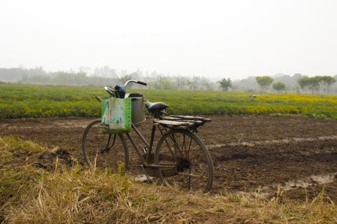  Thời điểm này, đến với làng Nghĩa Trai du khách có thể cảm nhận được hương thơm dịu nhẹ từ cánh đồng hoa cúc chi. Nghề trồng dược liệu tuy vất vả nhưng đem lại thu nhập khá cho các hộ dân. Dù ít dù nhiều, nhà nào cũng trồng cây thuốc để kinh doanh và phục vụ nhu cầu gia đình. Những cánh đồng cúc khiến người người xao xuyến. Ai đi tới đó, lòng không muốn về. 